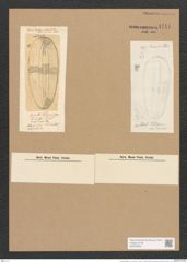 Surirella febigerii Lend. (de-Toni-Nr.: Genus 53, Species 2293) Zeichnungen Sammlung Grunow Nr. 4741 (NHMW-BOT-W0372848)